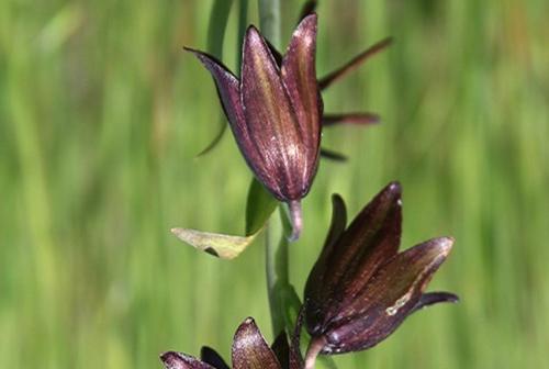 Chocolate Lilies